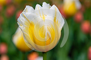 Yellow and white flower of tulip sort Orange Cassini photo