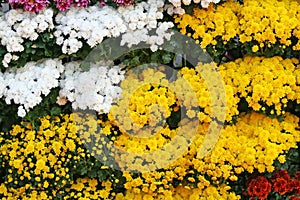 Yellow and white flowers blooming background,Chrysanthemums flower at Chiang Mai Flower Festival,Held in February of each year