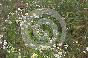 Yellow-white flowers in days of green European spring. ox-eye daisies