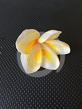 The yellow white frangipani flower crown