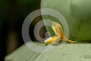 Yellow and white frangipani flowers fall on the wall of a building in an office area