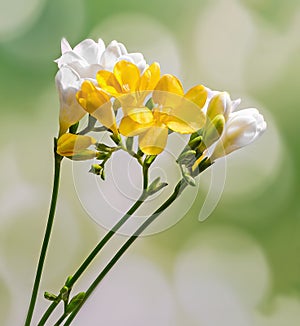 Yellow and white freesias flowers, close up, green bokeh background