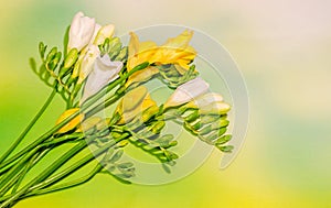 Yellow and white freesias flowers, close up, green to yellow gradient background