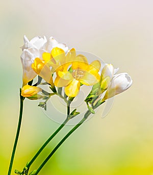 Yellow and white freesias flowers, close up, green to yellow gradient background