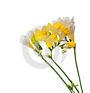 Yellow and white freesias flowers, close up, white background