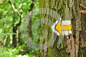 Yellow and white hiking trail signs symbols on tree