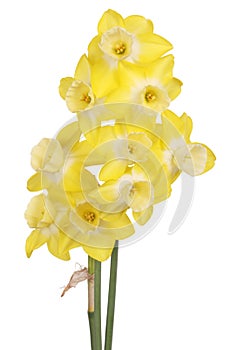 Yellow and white jonquils isolated on white