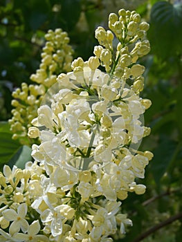 Yellow and white lilac