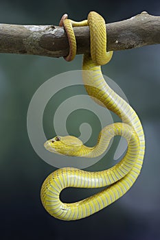 The Yellow White-lipped Pit Viper (Trimeresurus insularis) closeup on branch with black background