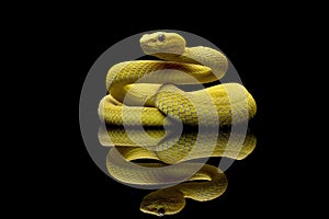 The Yellow White-lipped Pit Viper (Trimeresurus insularis) closeup on isolated background