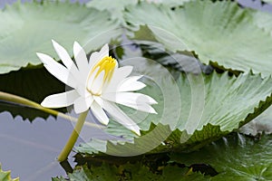 Yellow White Lotus flower Nymphaea lotus or water-lily, family Nymphaeaceae