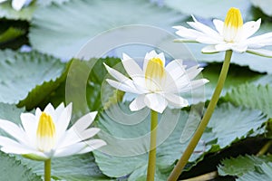 Yellow White Lotus flower Nymphaea lotus or water-lily, family Nymphaeaceae