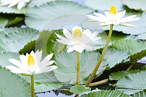 Yellow White Lotus flower Nymphaea lotus or water-lily, family Nymphaeaceae