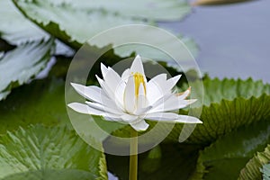 Yellow White Lotus flower Nymphaea lotus or water-lily, family Nymphaeaceae