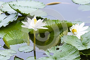 Yellow White Lotus flower Nymphaea lotus or water-lily, family Nymphaeaceae