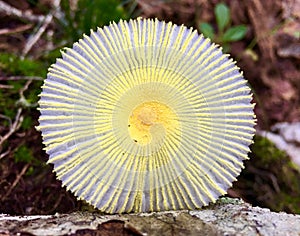 Yellow and White Mushroom in the Forest