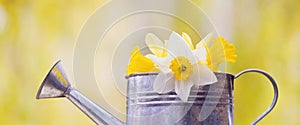 Yellow and white narcissus flowers in a small watering can in spring