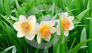 Yellow and white narcissuses