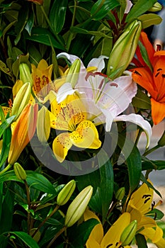 Yellow, white and orange lilies