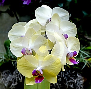 Yellow and White Orchid Blooms