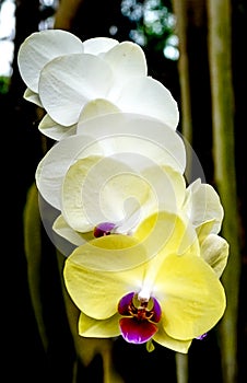 Yellow and White Orchid Flower Blossoms