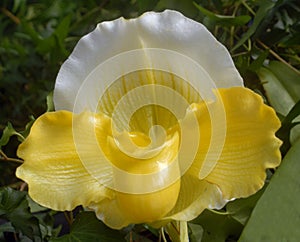 Yellow White Paphiopedilum orchid flower