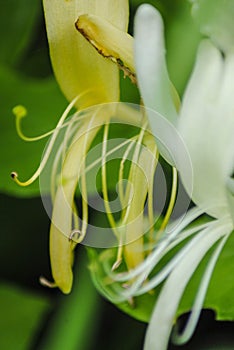 Yellow and white petals