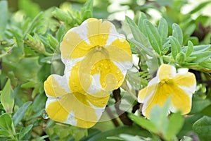 Yellow and white petunia flowers growing