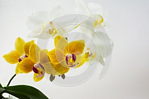 Yellow and white phalaenopsis orchids on white background