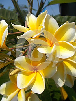 Yellow white plumeria frangipani flowers