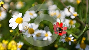 Yellow White and Red Flowers