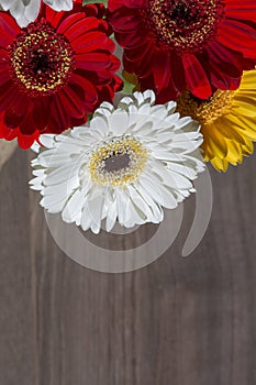Yellow white and red gerbera flowers on the wooden background