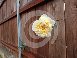 Yellow and White Rose Growing Through Brown Wooden Fence