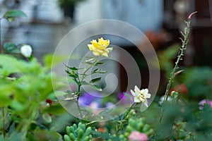 Yellow and White Roses photo