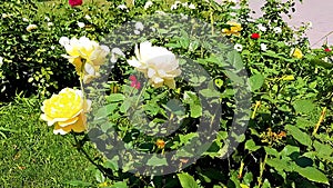 Yellow and white roses in the wind. Light inflorescences, nature. Summer, warm weather. Video HD modern