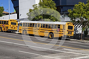 Yellow and white school buses on the street surrounded by buildings and lush green trees in Hollywood, Los Angeles California
