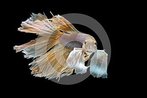 Yellow and White siamese fighting fish, betta fish isolated on black