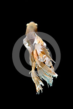 Yellow and White siamese fighting fish, betta fish isolated on black