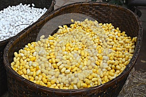 Yellow and white silk cocoon