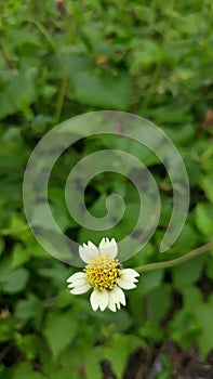 yellow white small flower with unfocused leaves as backround  in tropical country