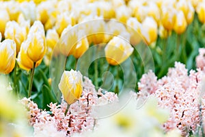 Yellow and white striped tulips flower bed with hyacinth foreground in the park