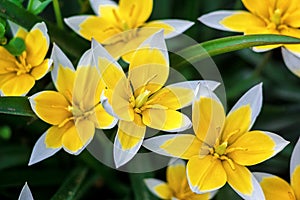 Yellow and White Tulip blossoming in garden on natural background (Tulip Tarda, late tulip).