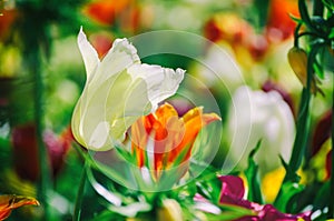 Yellow and white tulip flowers