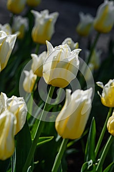 Yellow and White Tulips Lean Right