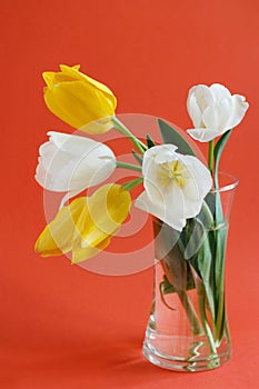 Yellow and white Tulips on a red  background