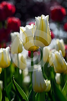 Yellow and White Tulips With Red Flowers in Background