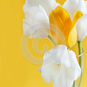 Yellow and white Tulips on a yellow background