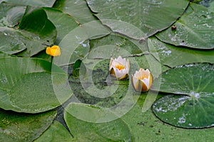 Yellow and white water lily among