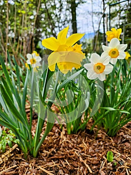 Yellow and white wide opened daffodils with green leaves on brown barkdust background photo