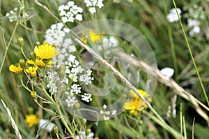 Yellow and white wildflowers